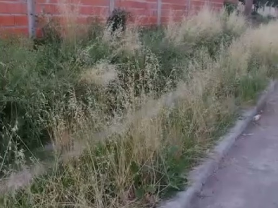 En 65 y 143, piden urgente que corten el pasto: “La gente empezó a tirar basura”