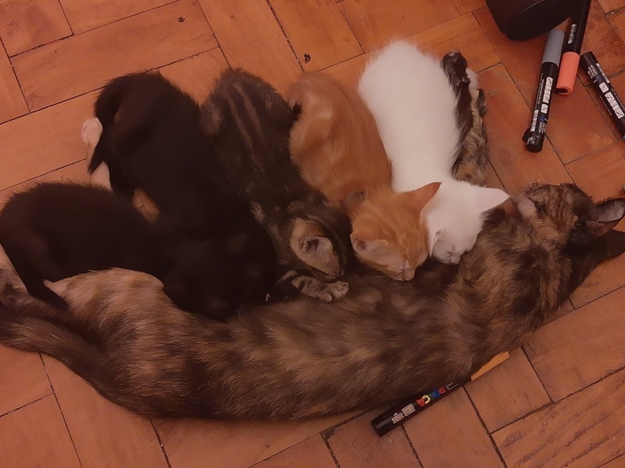 Una chica contó que adoptó sin querer a una mascota y se ganó el amor de los usuarios