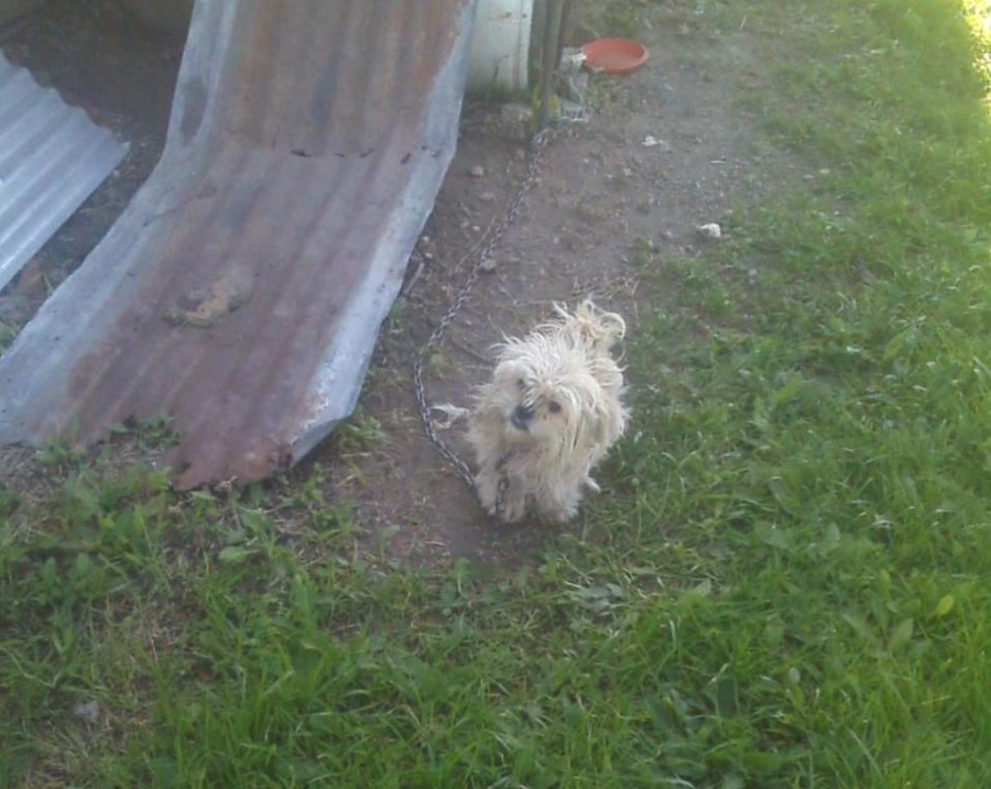 Maltrato animal: hizo la denuncia hace 10 meses y asegura que la justicia platense 'no ha hecho nada'