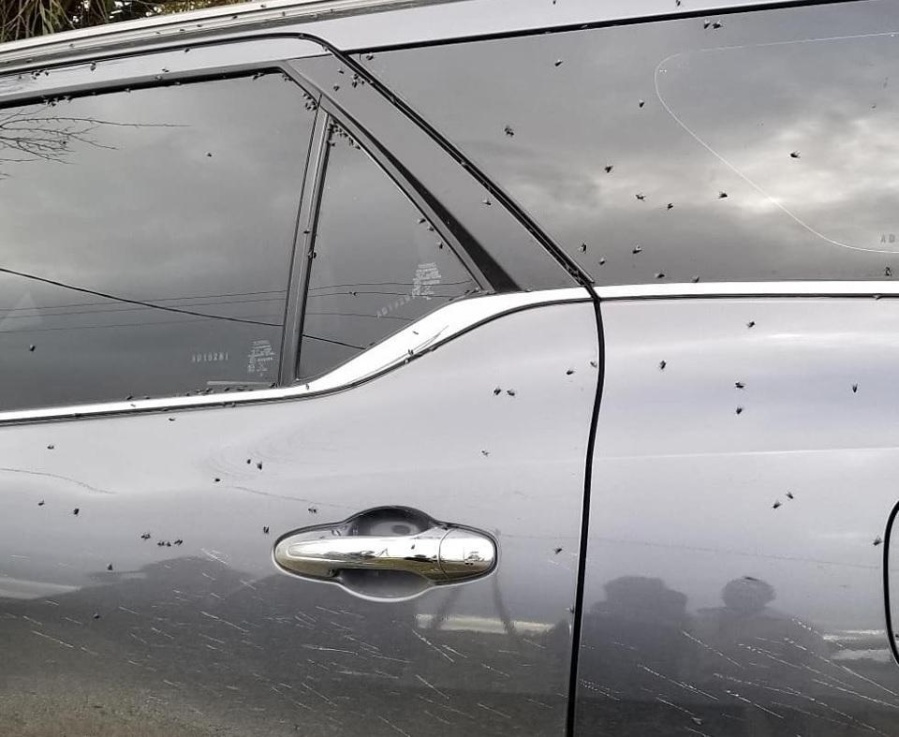 Volvieron las moscas a Ignacio Correas y los vecinos reclamaron ante el Ministerio de Agroindustria