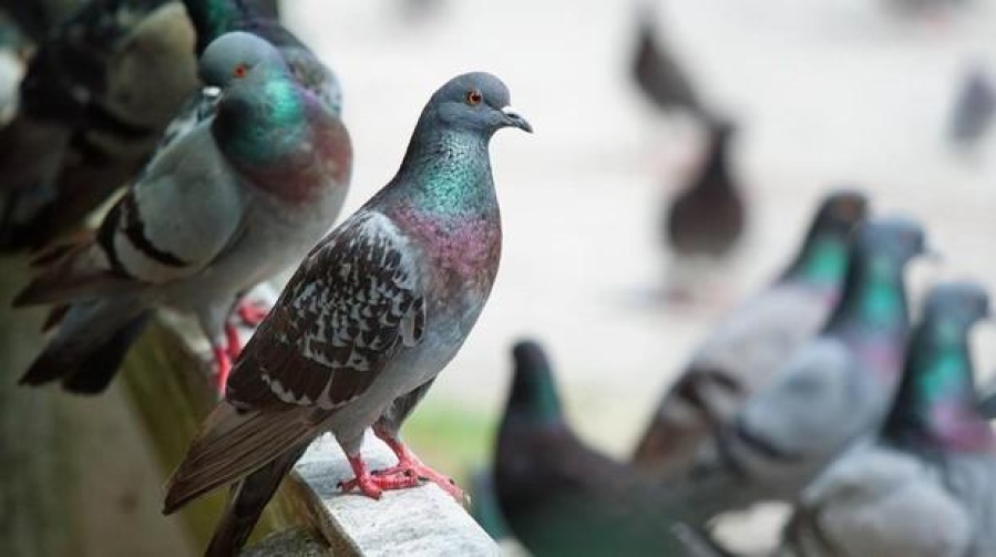 Denuncian riesgo sanitario en escuelas por una invasión de palomas