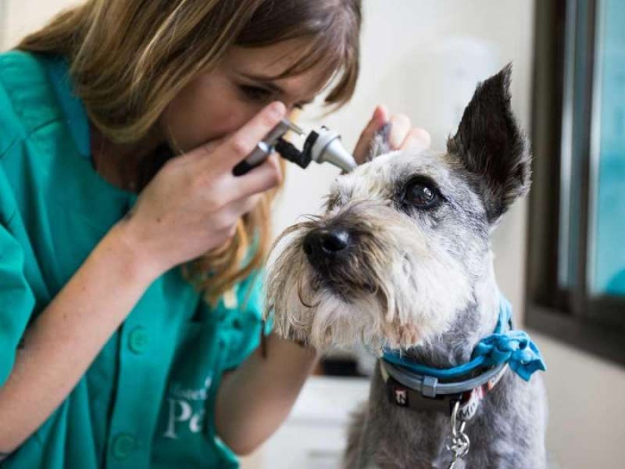 La inflación de las mascotas: tener un perro cuesta $4.729 al mes