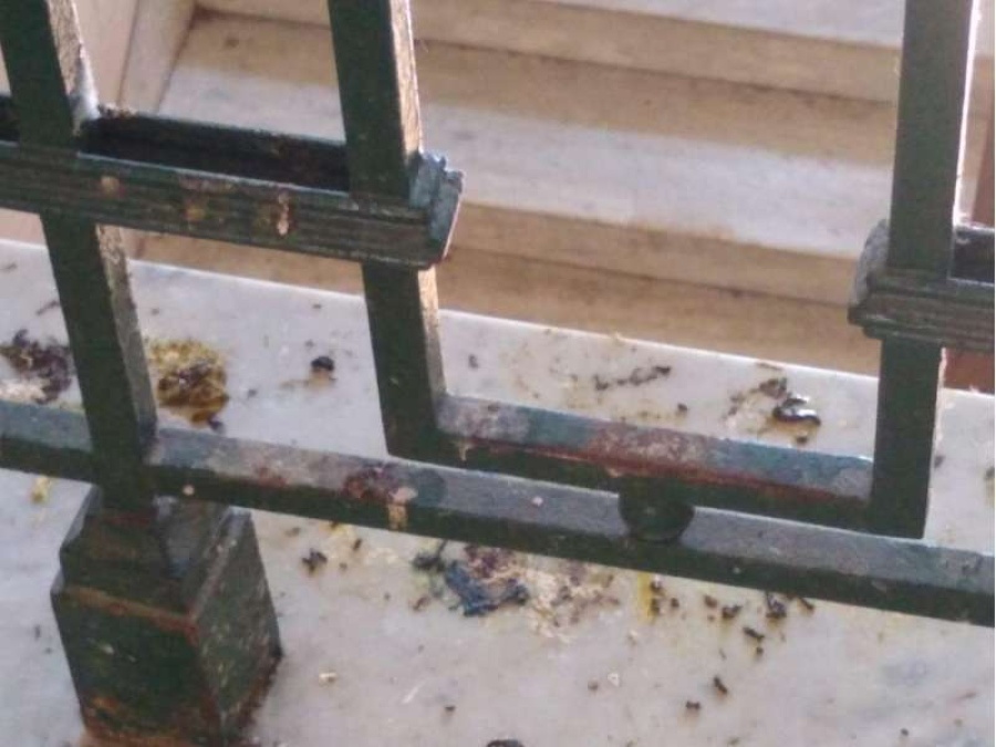 Invasión de palomas en el Normal 1: en qué consiste el plan de trabajo ofrecido por la Secretaría de Salud respecto a esta problemática