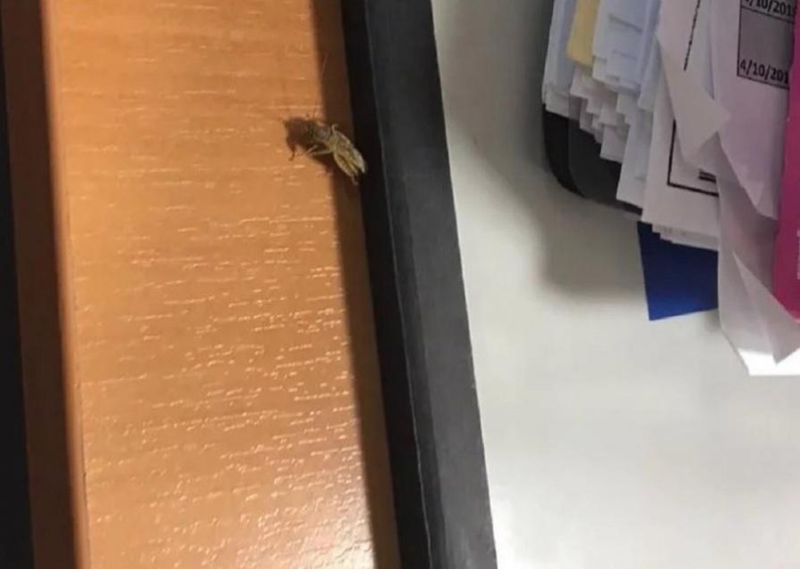 Una invasión de cucarachas y ratas llegó al edificio del INDEC