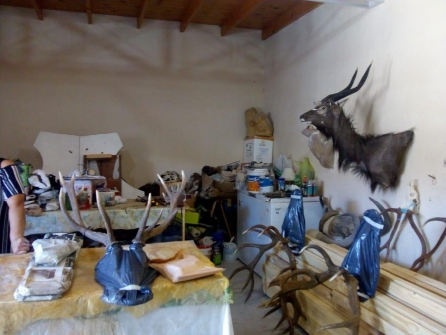 Atraparon a un platense con animales embalsamados de Africa