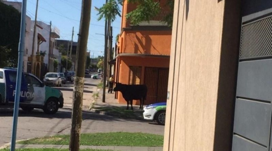 Insólito: Un toro suelto deambuló por las calles de Quilmes