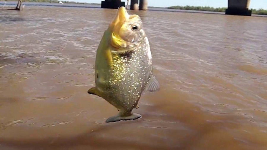 Volvieron las palometas y atacaron a 20 personas en Santa Fe