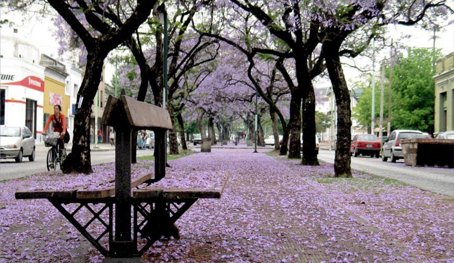 Entre tilos y leyendas: El enigma del jacarandá blanco en La Plata