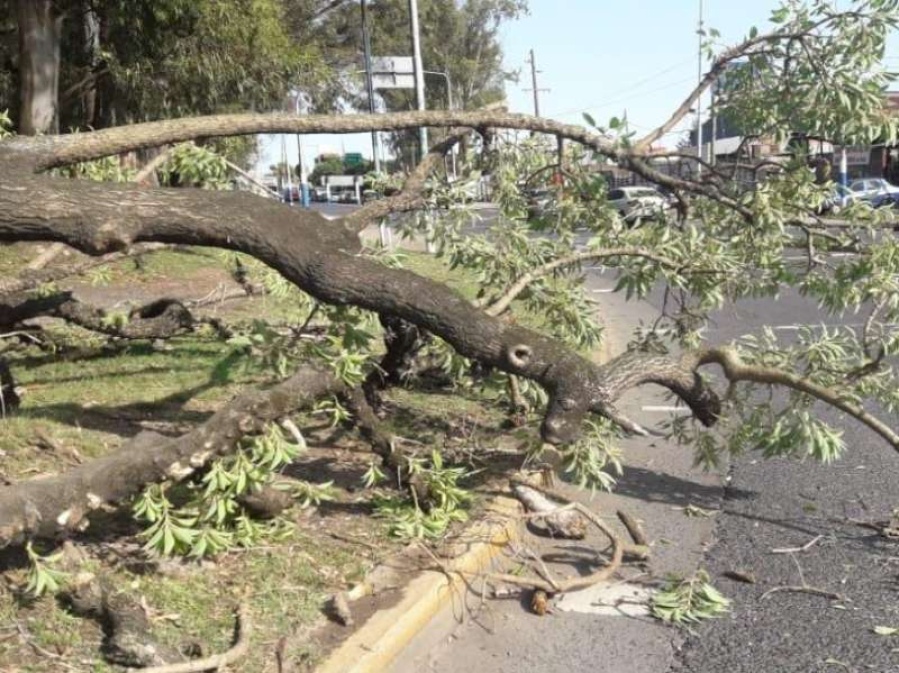 Hay congestión vehicular en la rotonda de 122 y 60 por un árbol caído
