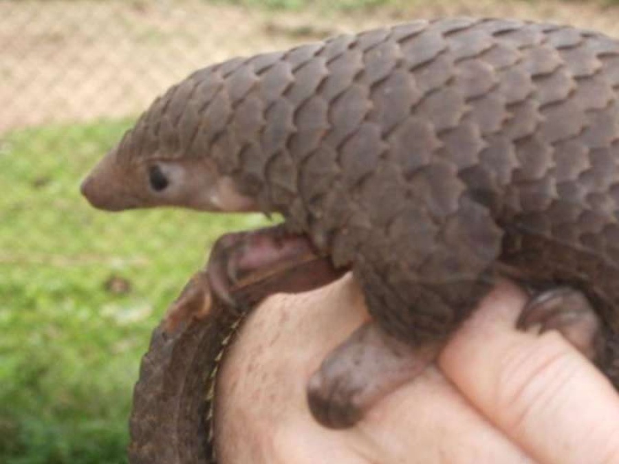 El pangolín, el extraño animal que podría haber transmitido el coronavirus a los humanos