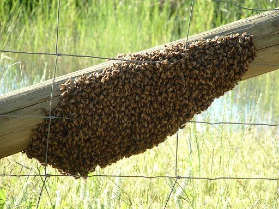 ”1.000 abejas” atacaron a una familia platense: ”Parecía una película de terror”