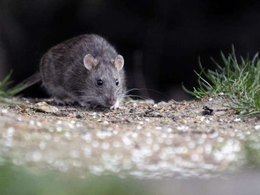 El Municipio reitera recomendaciones para prevenir casos de Hantavirus