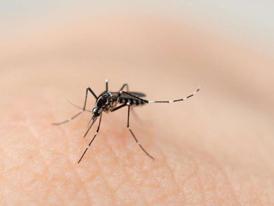 Provincia de Buenos Aires: ya son 152 los casos de dengue