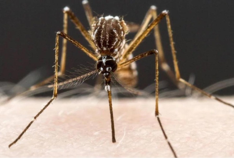 Dengue: La Municipalidad escasea en fumigación y ya hay 16 casos confirmados en La Plata