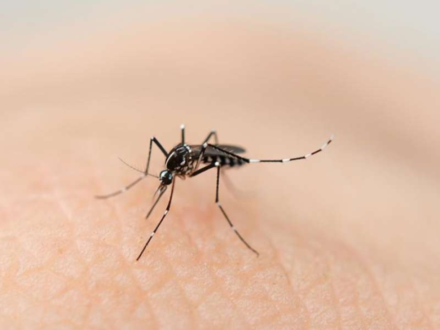 La Plata: se confirmaron dos nuevos casos de dengue
