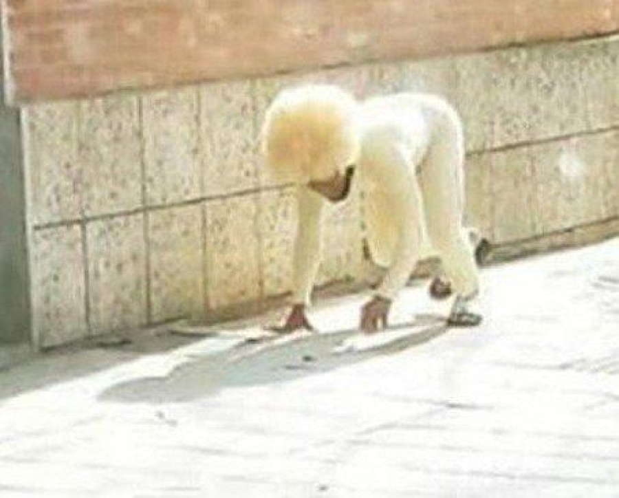 Insólito: Un hombre se disfrazó de perro para violar la cuarentena 