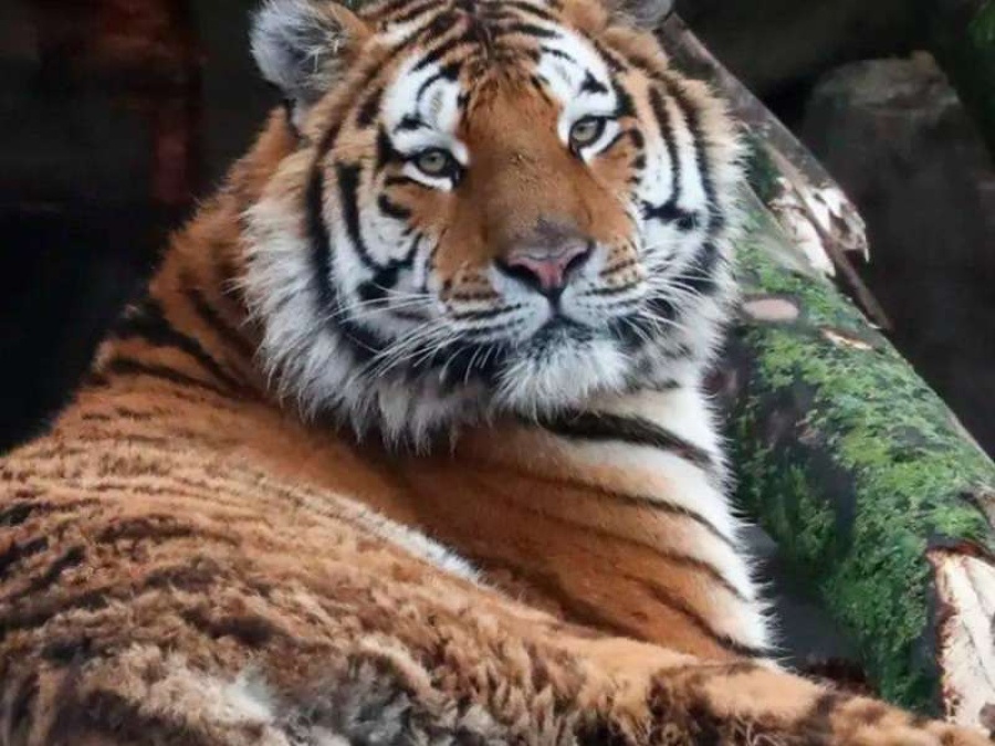 Una tigresa del zoológico de Nueva York dio positivo de coronavirus