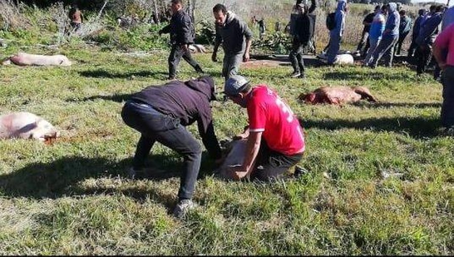 Violaron la cuarentena para carnear cerdos en la ruta 2, donde había volcado un camión jaula