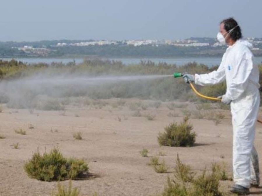 Temor en el mundo por el ”mosquito tigre”, capaz de transmitir 22 virus diferentes