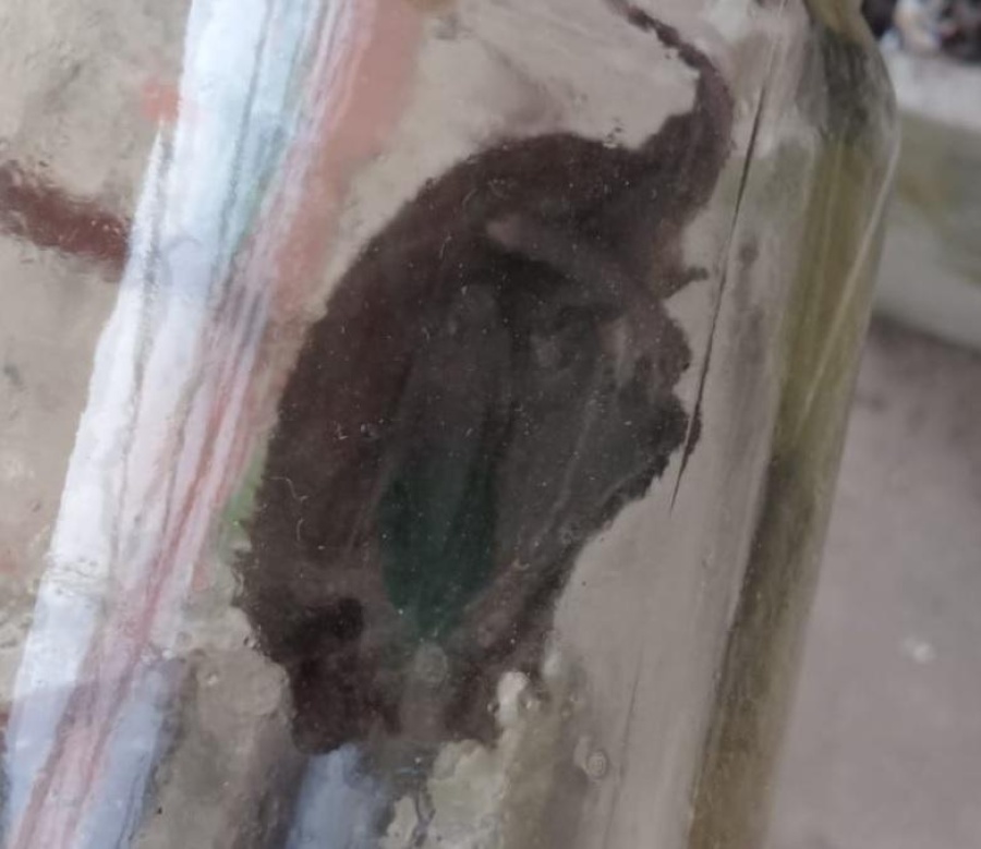 Familia platense hace la cuarentena con una plaga de murciélagos en medio del Coronavirus