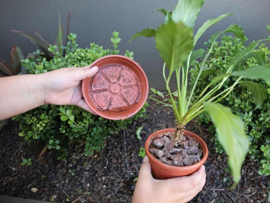 Advierten extremar medidas contra el dengue también en climas fríos