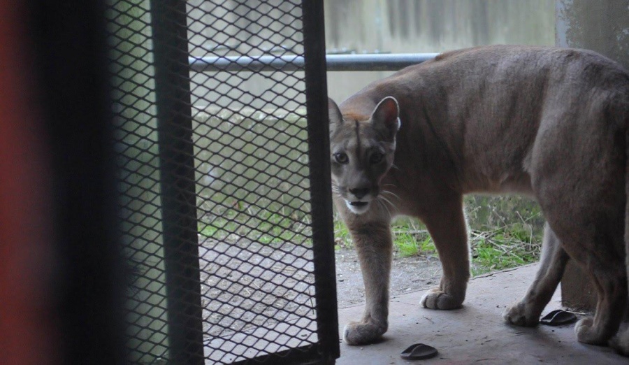 Denuncian que en el ex Zoo platense alimentan a animales con cadáveres de otros animales