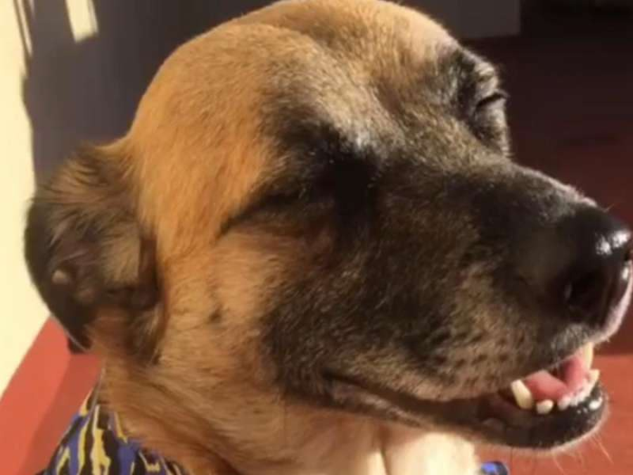 En La Plata aumentó notablemente la adopción de mascotas durante la cuarentena
