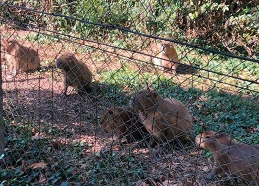 Murió un carpincho en el Parque Pereyra Iraola y crece el conflicto con el Country Abril por ”maltrato animal”