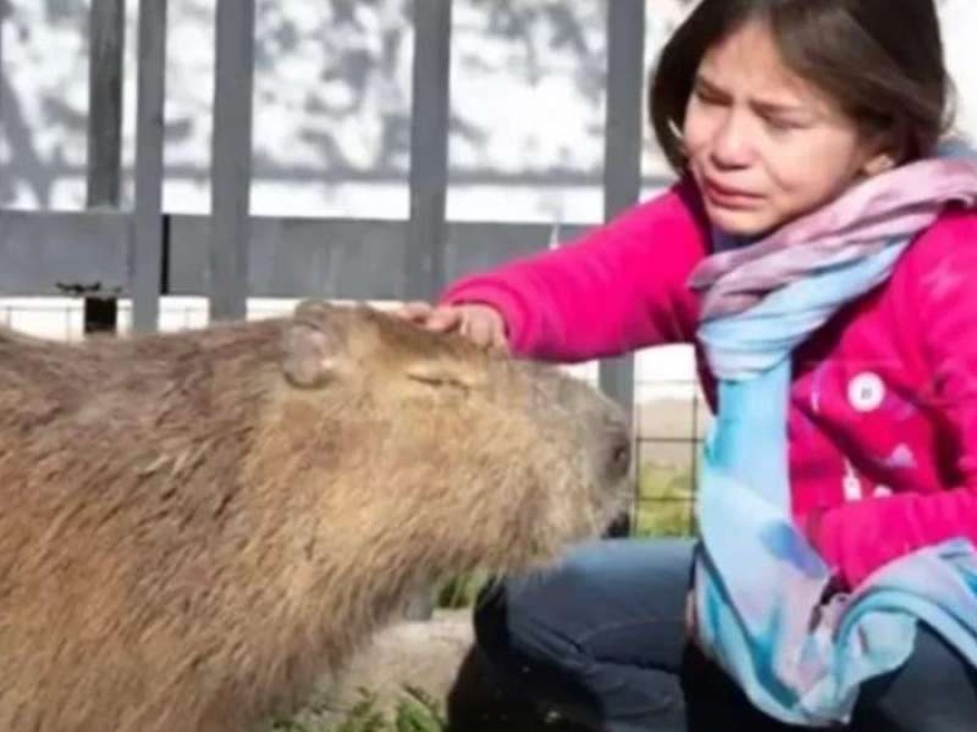 Denunciaron al carpincho ”Pancho”, el mejor amigo de una nena de 8 años