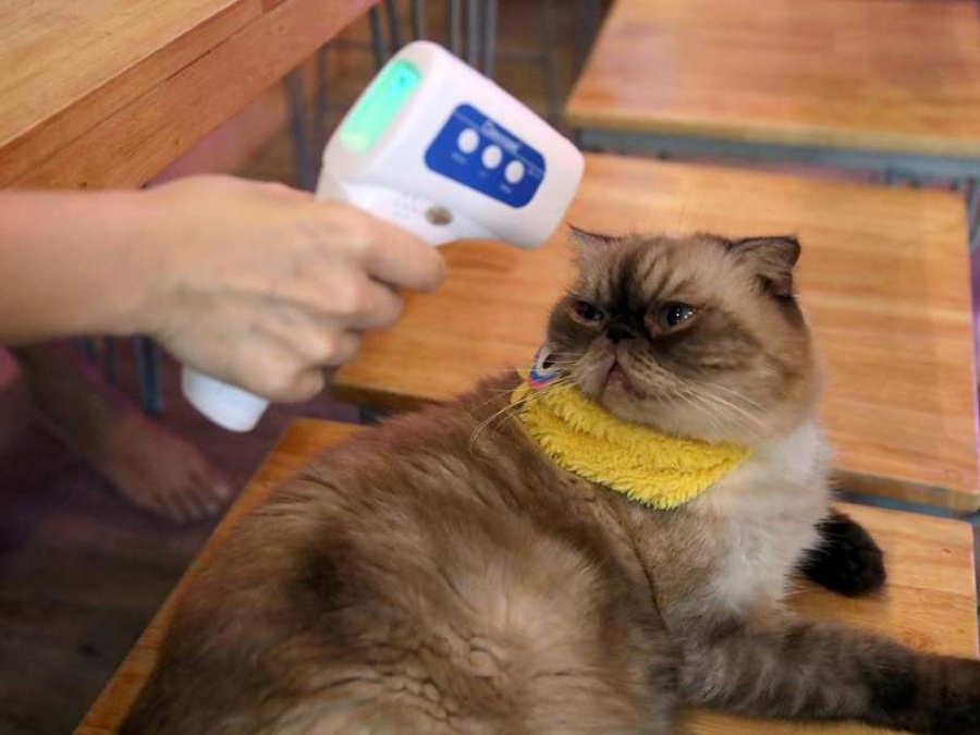 Un gato fue contagiado por sus dueños y se convirtió en el primer animal en dar positivo de coronavirus