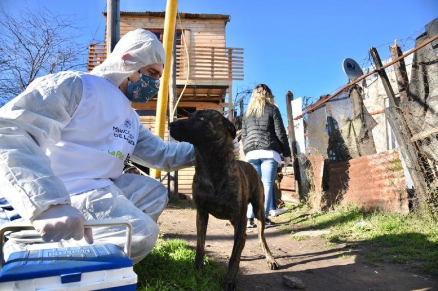 Ya vacunaron a más de 2.000 animales de La Plata de forma gratuita