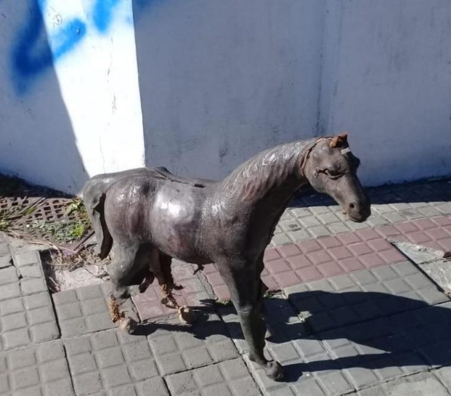 Caballo suelto en La Plata: robaron una estatua del Pasaje Dardo Rocha y salieron corriendo