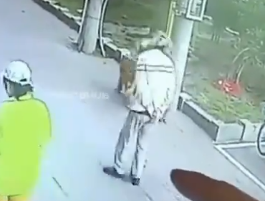 Un gato ”volador” desnucó a un hombre y lo asistió un... ¡perro con botas!