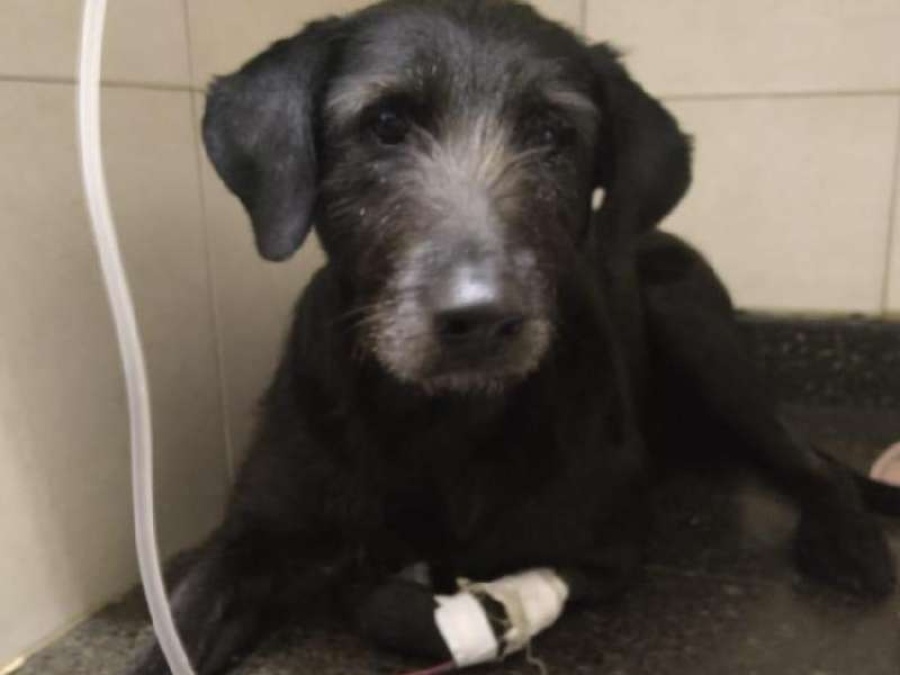 Una perrita de La Plata necesita 9 mil pesos para ser operada y no sufrir más tras ser atropellada