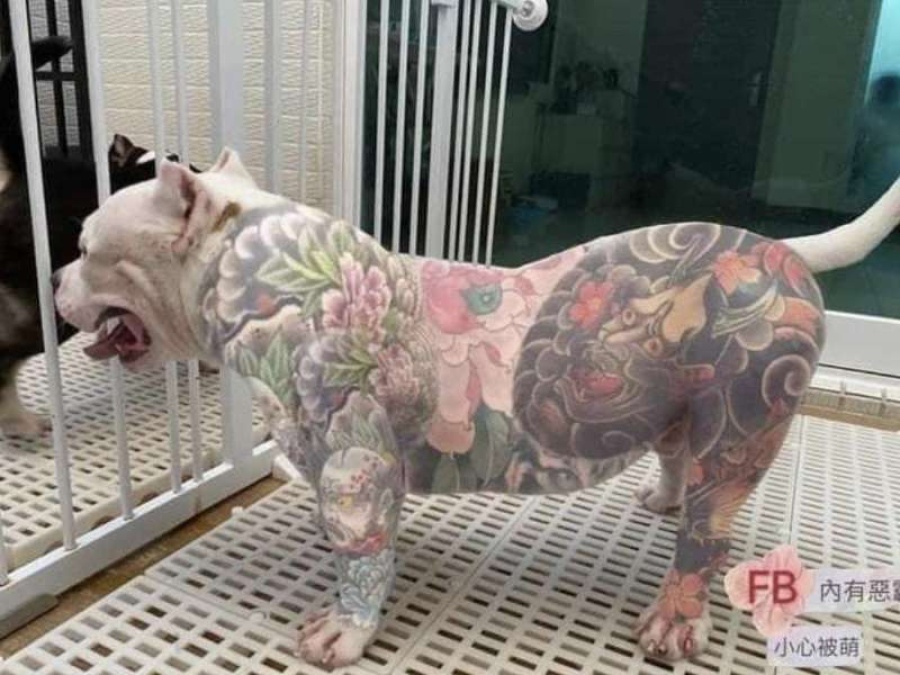 Polémica por la nueva tendencia de tatuar perros