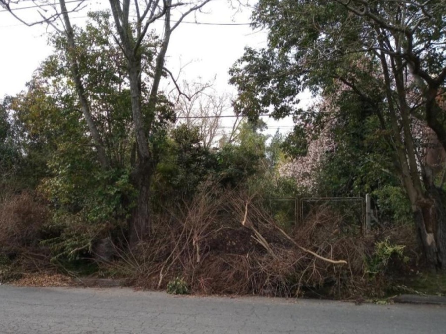Temor en City Bell por ramas caídas sobre la calle: ”No sabes si anda algún loco escondido”