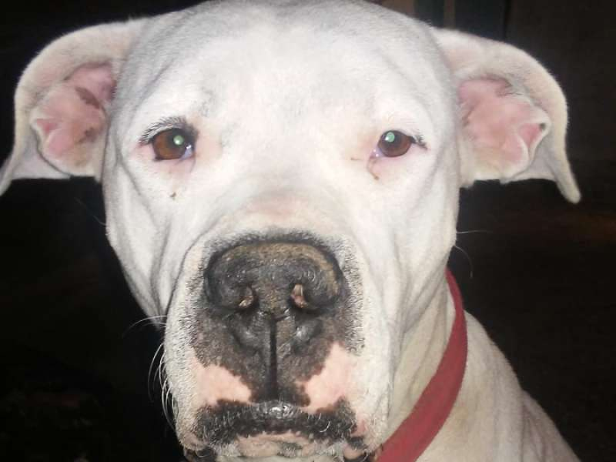 Una platense está sin trabajo y necesita urgente un medicamento costoso para su perrita con leucemia: ”Es muy feo depender en una situación tan difícil” 