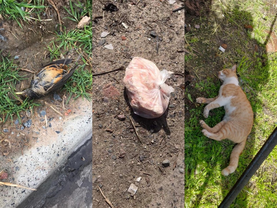 7 años de envenenamientos en Ringuelet y temen que los niños también se intoxiquen