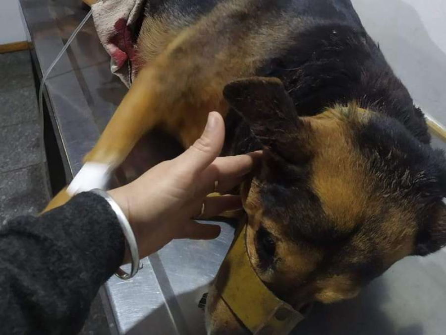 Se le está muriendo una de sus perritas en La Plata y no puede pagar el tratamiento: ”Ojalá alguien pueda ayudarme porque no doy más”