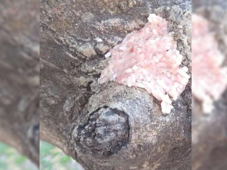 Preocupación en La Plata por la envenenadora de mascotas y niños: ”Es un peligro; lo hace siempre en la zona de juegos de Plaza Malvinas” 