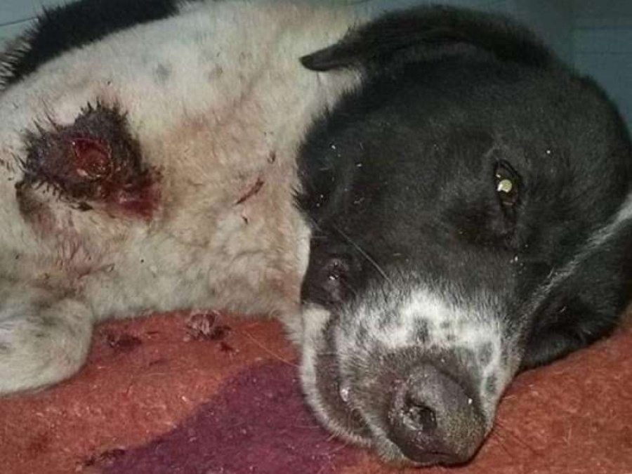 Fue apuñalado y abandonado por su dueño en La Plata y ella lo rescató: ”Perdió mucha sangre y necesito ayuda para pagar la veterinaria y salvarlo”