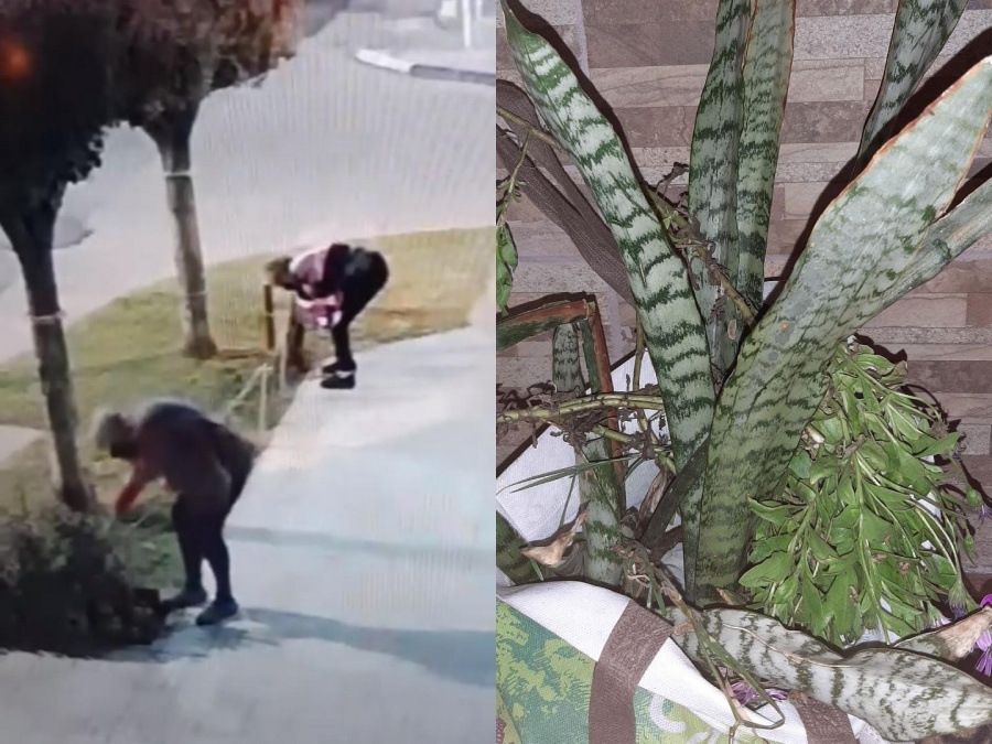 Dos abuelitas de La Plata salieron a robar de noche y quedaron filmadas: ”Me dio un flor de cachetazo”