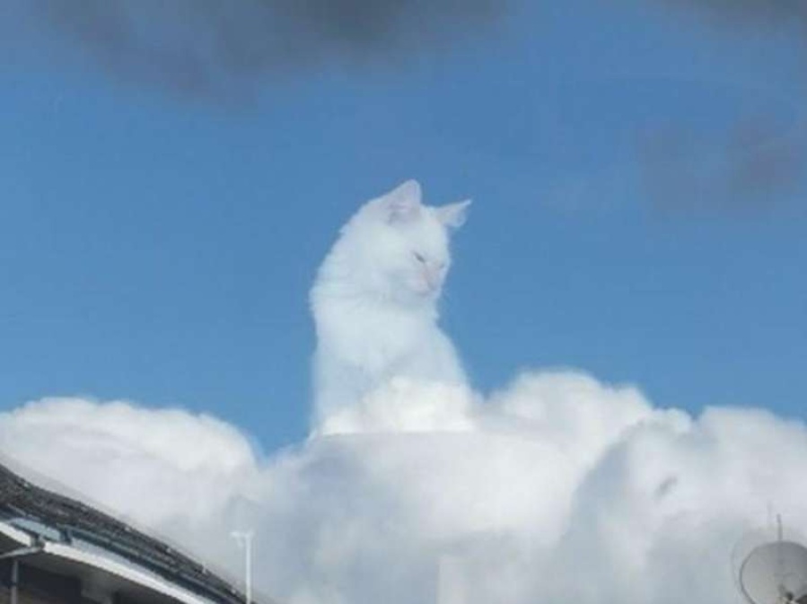 La curiosa foto de un gato que se volvió un meme viral: ”Accidentalmente lo convertí en una especie de Dios”