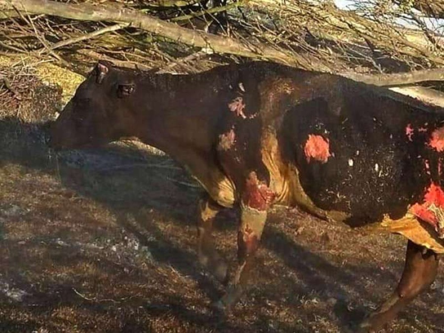 Denuncian que los incendios en Argentina causaron ”una mortandad casi total”