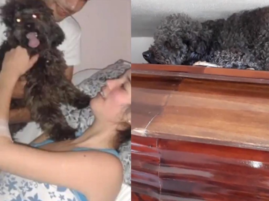 Emoción en las redes por el video de Benito, el perro que sigue acompañando a su dueña después de su muerte