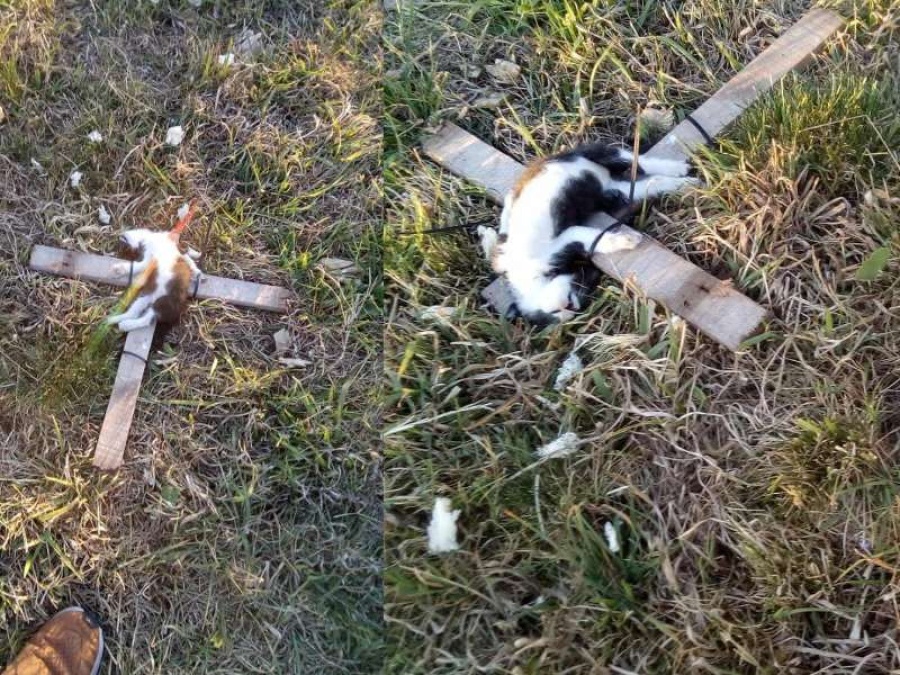 En Ramallo encontraron cachorros de gatos crucificados: ”No tenemos palabras para tanta maldad”