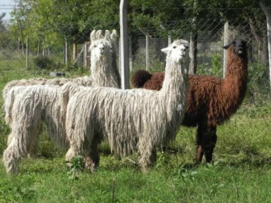 Científicos argentinos neutralizan el COVID-19 con anticuerpos derivados de llamas y huevos