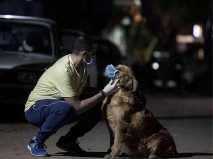 Testearon por COVID-19 a más de cien mascotas en La Plata para un estudio científico