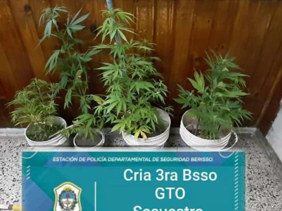 Le tiró un piedrazo a un patrullero en Berisso, lo persiguieron y le encontraron 6 plantas de marihuana