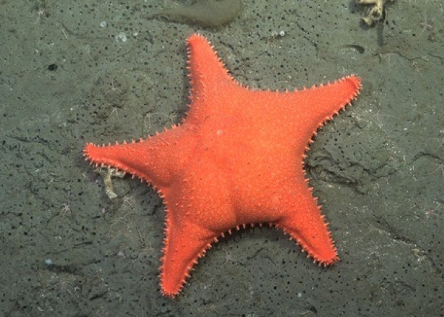 Inauguraron en Mar del Plata la muestra ”Vidas submarinas”